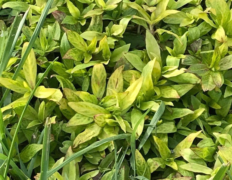 Buttonweed