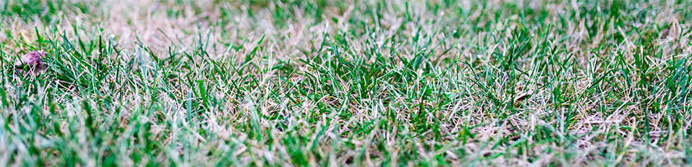 Heat stressed grass