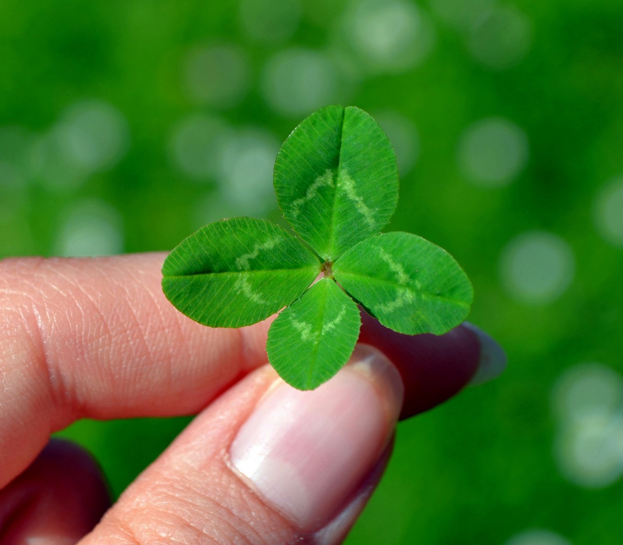 four-leaf clover